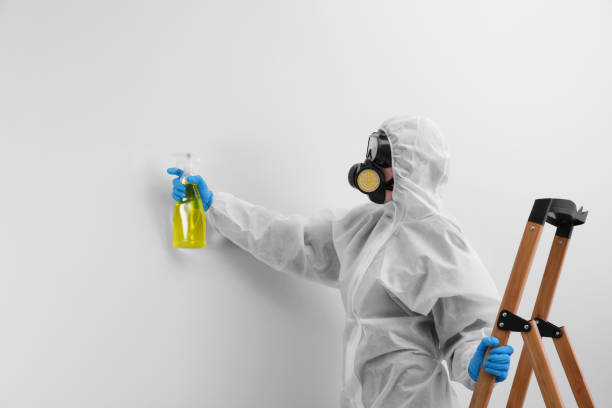 Mold Odor Removal Services in Mount Pulaski, IL